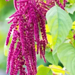 Haarpflege*RAUSCH Repair-Shampoo mit Kamille und Amaranth