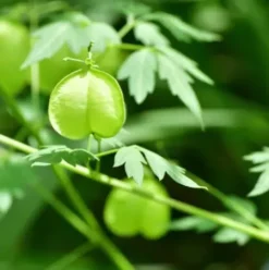 Haarpflege*RAUSCH Sensitive-Shampoo mit Herzsamen