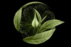 Make-up*Xtreme Lashes Amplifeye Advanced Lash & Brow Fort